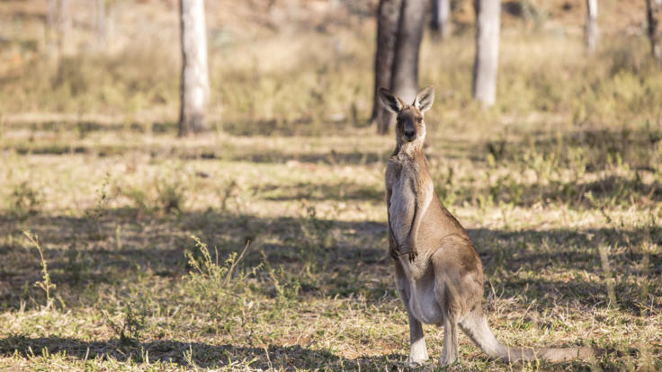 Kangaroo at Blackdown National Park, Capricorn Region