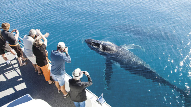 Whale watching - Hervey Bay - Fraser Island