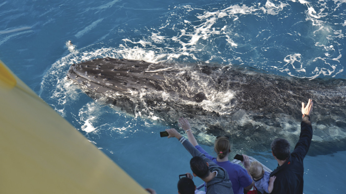Greeting humpback whales at Harvey Bay