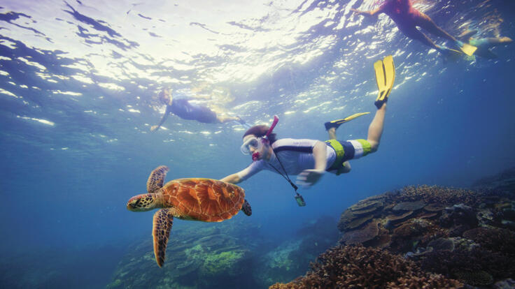 Snorkelling with turtles, Great Barrier Reef