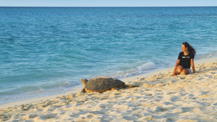 Turtle heading for the water on Heron Island