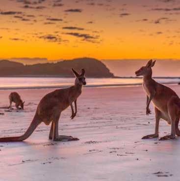 Mackay Tours - Kangaroos on the beach at sunrise, Cape Hillsborough