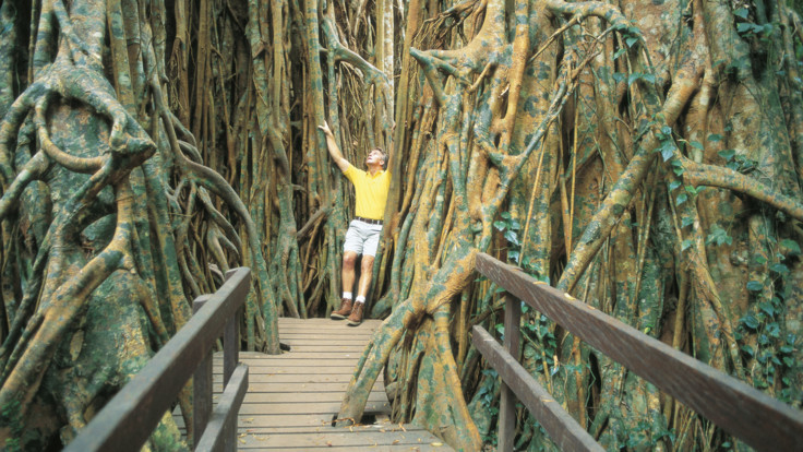 Atherton Tablelands Tours & Attractions - Curtain Fig Tree, Atherton Tablelands