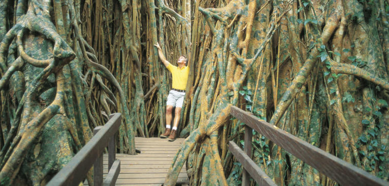 Atherton Tablelands Tours & Attractions - Curtain Fig Tree, Atherton Tablelands