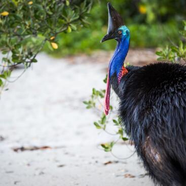 Cape Tribulation Tours & Attractions - The Rare and Endangered Southern Cassowary