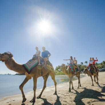 Camel rides, Airlie Beach, Whitsundays