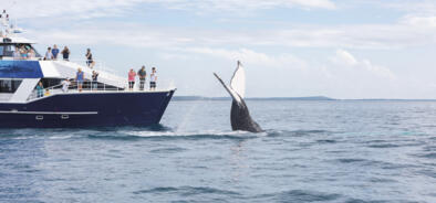 Hervey Bay Whale Watching Tours, Great Barrier Reef
