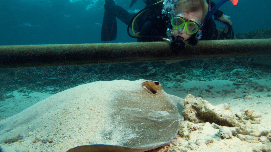 Stingray - Great Barrier Reef