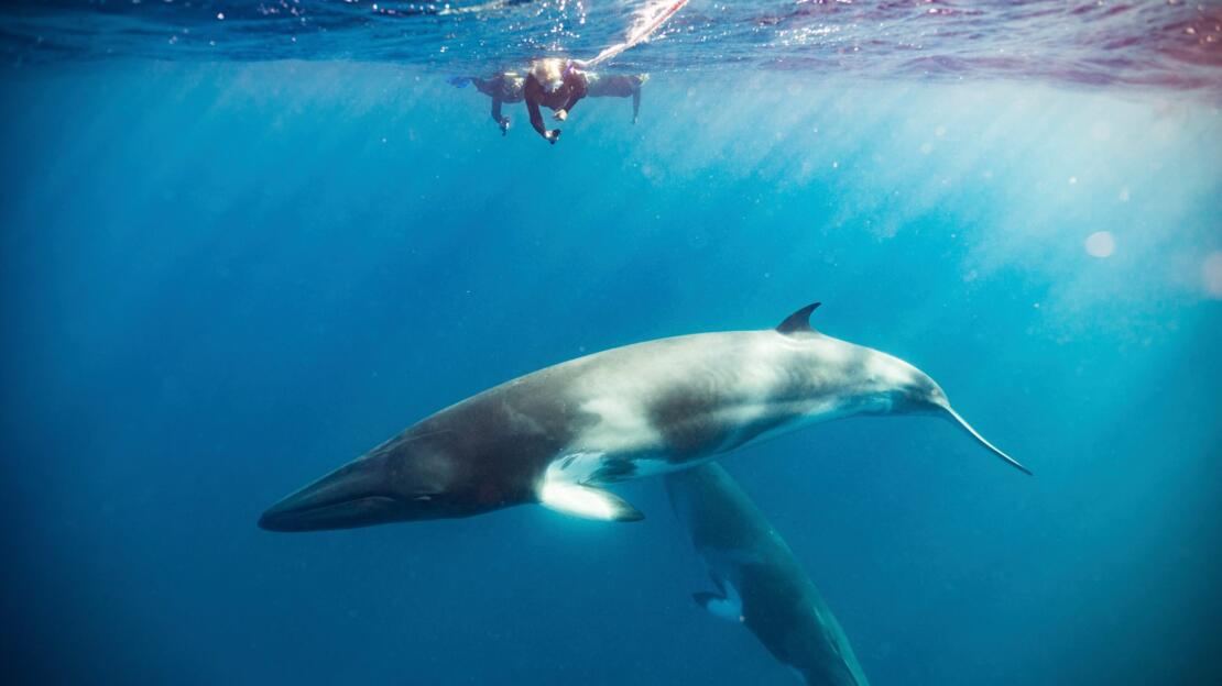 Swim with Minke Whales Cairns, Port Douglas | Great Barrier Reef
