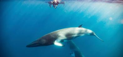 Swim with Minke Whales Cairns, Port Douglas | Great Barrier Reef