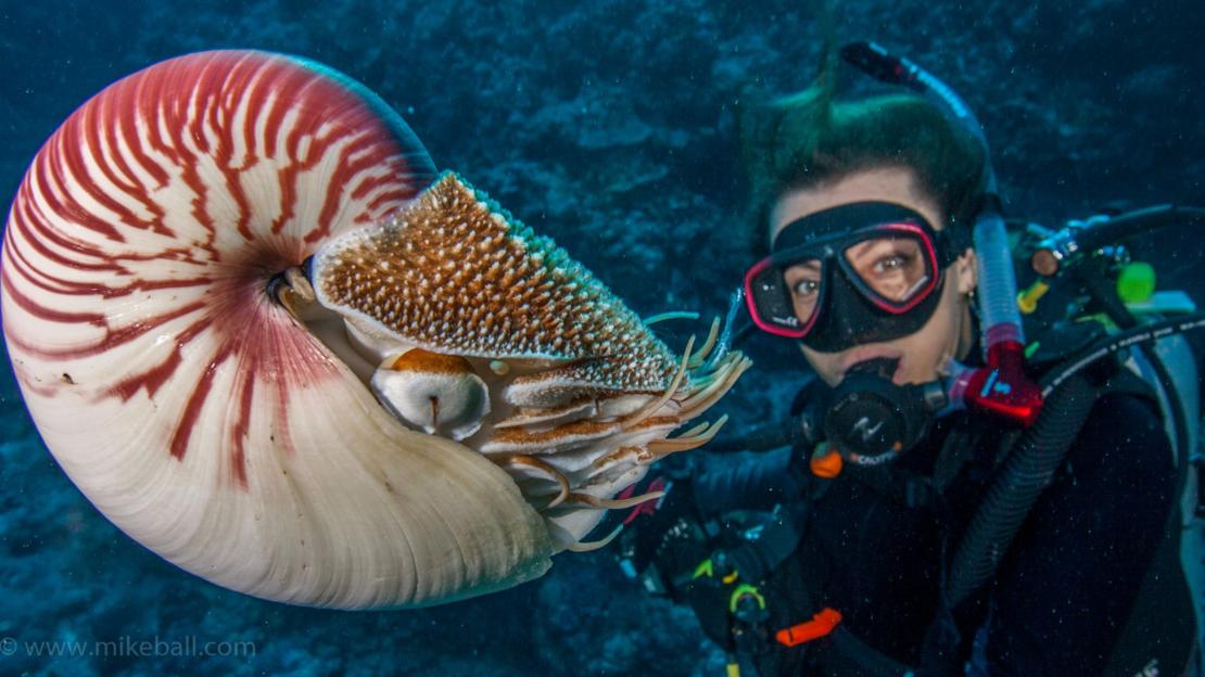 Barrier Reef Australi: Scuba diver and Nautilus shell on the Great Barrier Reef