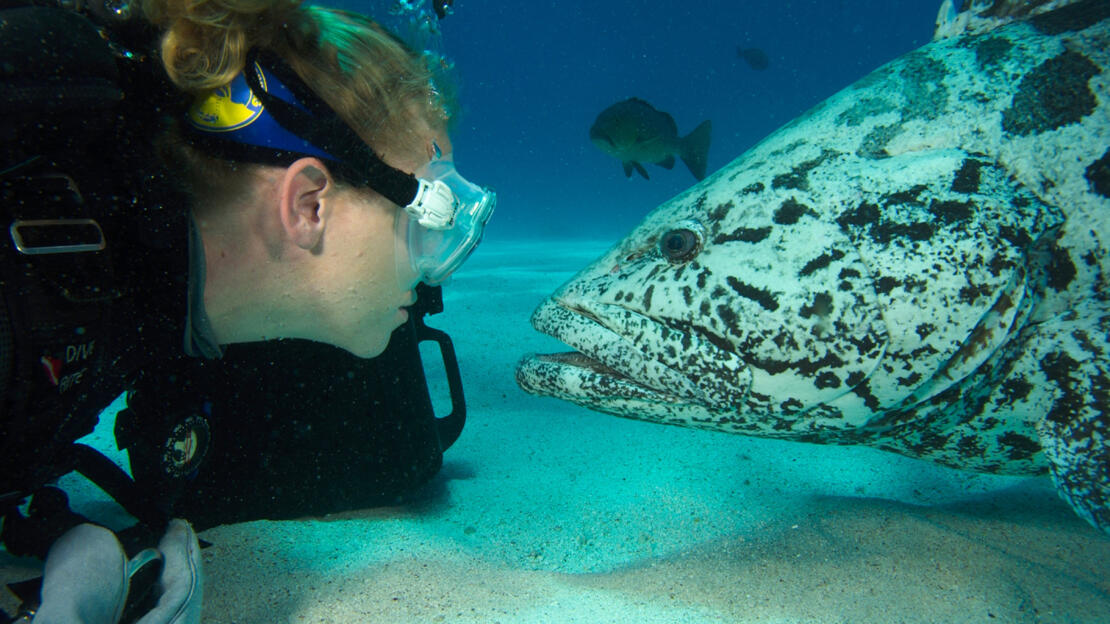 What is The Best liveaboard Dive Boat In Cairns