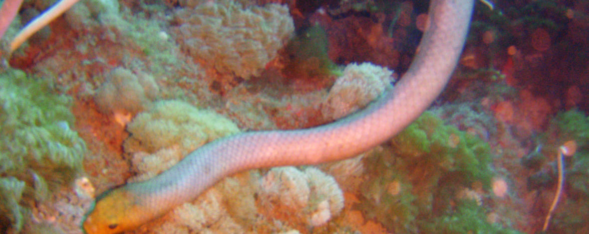Sea snake, Whitsundays