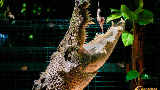 Cairns Tours - Crocodiles in Cairns - The Tour Specialists